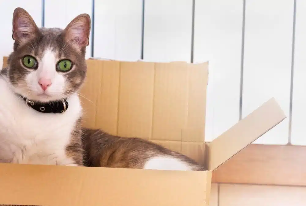 Les précautions à prendre pour vos animaux lors de votre déménagement