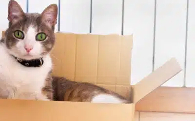 Les précautions à prendre pour vos animaux lors de votre déménagement